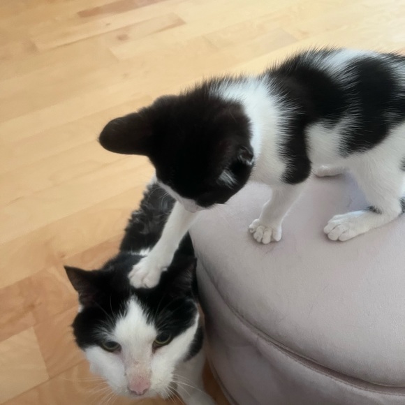 It’s been 1 year Farewell My Love, my best friend of 20yr s - Picture 1 of 9